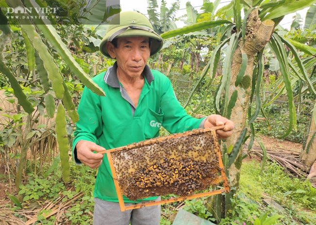 Phú Thọ nuôi ong mật chất lượng cao