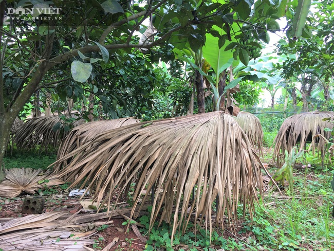 Nuôi loài côn trồng lấy mật, lão nông Hà Tĩnh “bỏ túi” hàng trăm triệu mỗi năm - Ảnh 3.