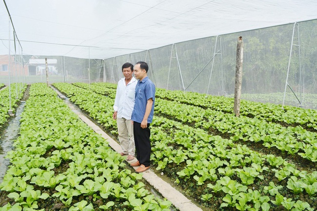 Trồng rau công nghệ cao, thu tiền triệu mỗi ngày - Ảnh 1.