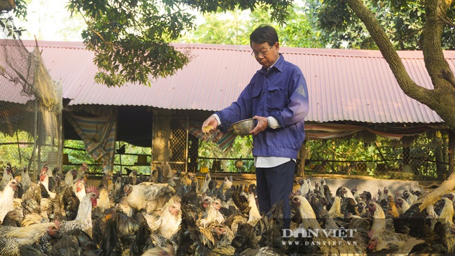 Hà Nội: Nuôi giống gà đặc sản thả rông trên đồi, chân không chì, thịt, xương đen sì, dân ở đây khấm khá  - Ảnh 1.