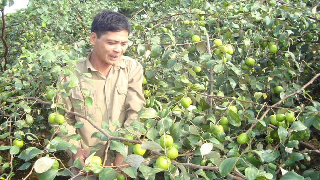 Trồng táo Đài, nuôi chim câu, nông dân nhanh khấm khá - Ảnh 1.