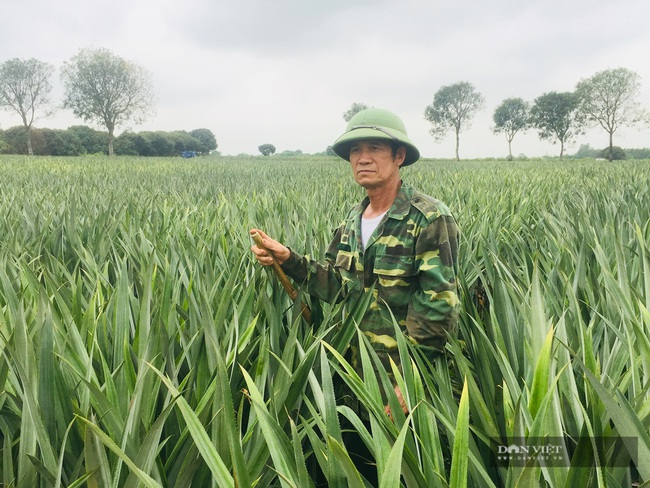 Lão nông bật mí cách trồng dứa, quả nào cũng to đều - Ảnh 6.