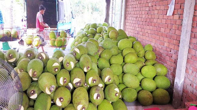 Giá mít Thái hôm nay 17/4: Mít Kem làm người dân trồng mít, thương lái, các vựa mất lòng nhau, giá biến động sao? - Ảnh 1.