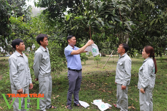 Sơn La phát động phong trào &quot;mặc áo&quot; cho trái cây phục vụ tiêu thụ, xuất khẩu - Ảnh 7.