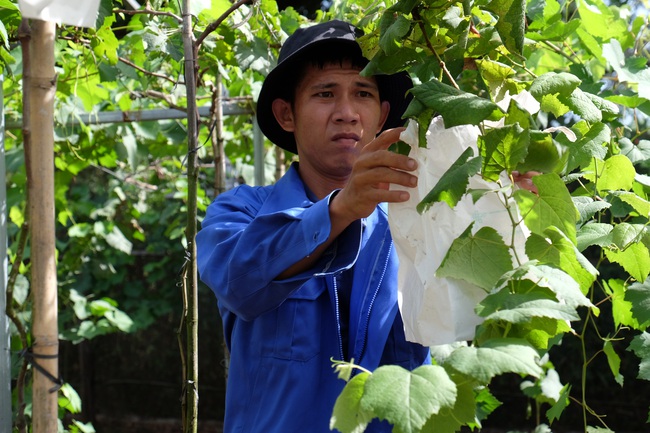 Cận cảnh vườn nho Nhật Bản sai trĩu cành, hái đến đâu thương lái đòi mua đến đó - Ảnh 10.