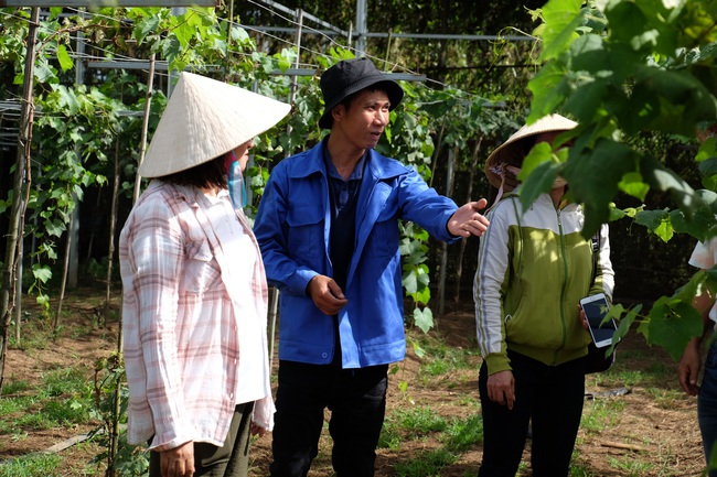 Cận cảnh vườn nho Nhật Bản sai trĩu cành, hái đến đâu thương lái đòi mua đến đó - Ảnh 14.