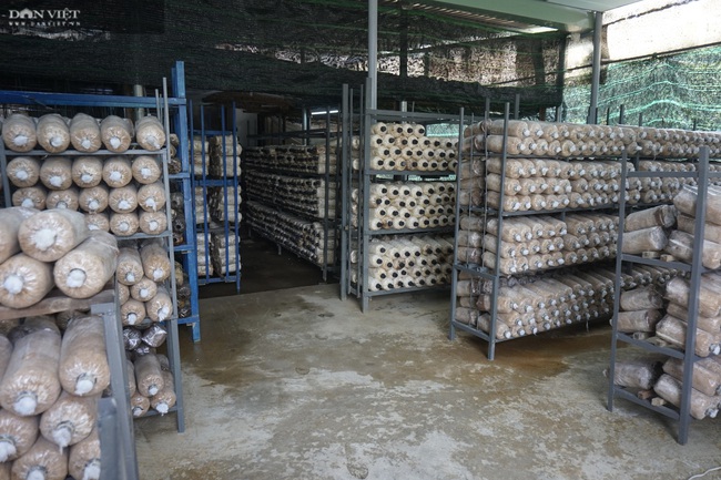 Đà Nẵng: U60 vươn lên làm giàu nhờ trồng vô số các loại nấm  - Ảnh 2.