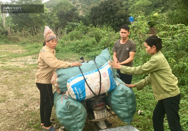 Ninh Bình: Trồng khoai môn Tam Đảo, lãi 8 triệu/sào - Ảnh 7.