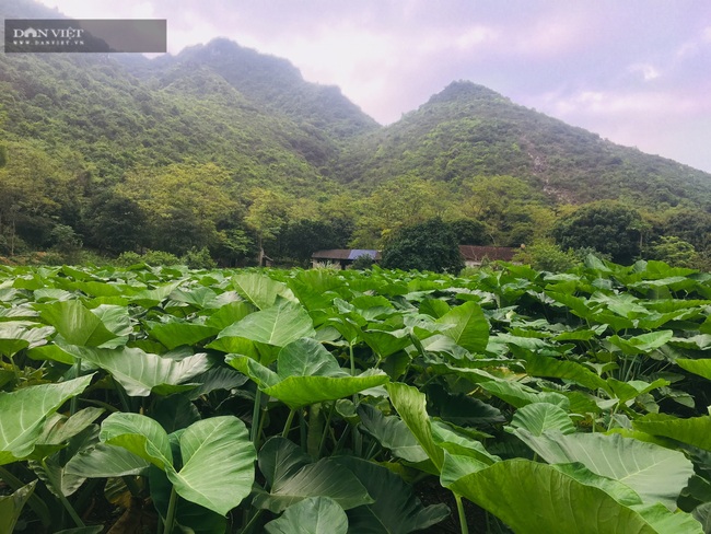 Ninh Bình: Trồng khoai môn Tam Đảo, lãi 8 triệu/sào - Ảnh 5.