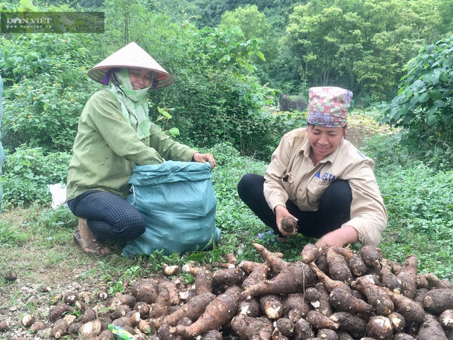 Ninh Bình: Trồng khoai môn Tam Đảo, lãi 8 triệu/sào - Ảnh 2.