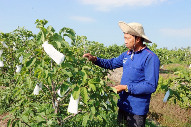 Hái trái ngọt trên đất phèn Tri Tôn - Ảnh 1.