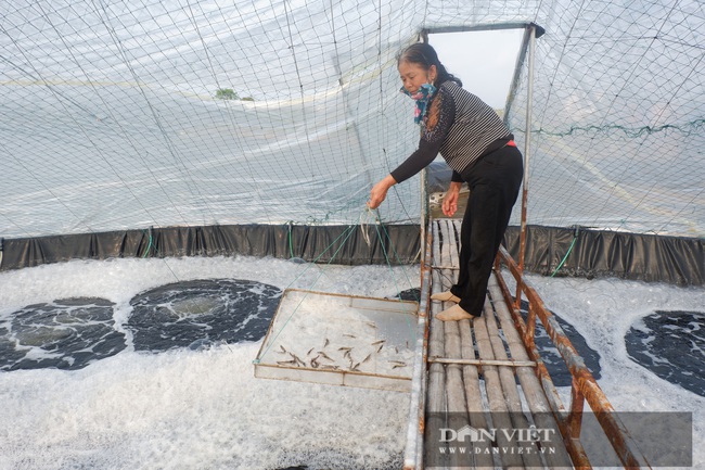 Thái Bình: Nuôi tôm dày đặc trên ao nổi, 1 năm nuôi 3 vụ, dân ở huyện ven biển này khá giả hẳn lên - Ảnh 1.