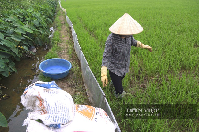 Đến vụ lúa người dân mang ni lông ra căng trắng đồng, cuối mùa thu hoạch không thiếu hạt nào - Ảnh 2.