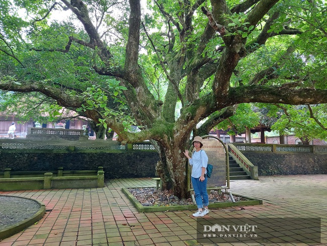 Nghệ An: Ngỡ ngàng trước vẻ đẹp của ngôi chùa cổ 800 năm tuổi nằm trên một hòn đảo ở Cửa Lò - Ảnh 17.