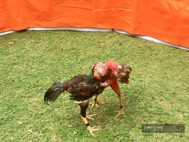 Năm Du lịch Quốc gia 2021-Hội thi chọi gà tại lễ hội Hoa Lư - Ảnh 4.