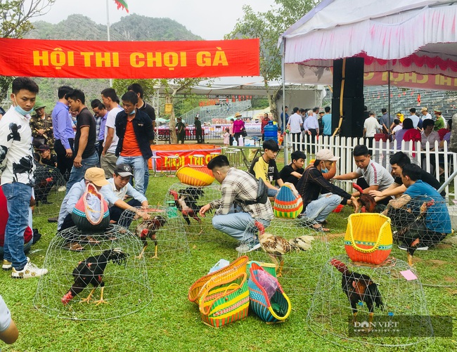 Năm Du lịch Quốc gia 2021-Hội thi chọi gà tại lễ hội Hoa Lư - Ảnh 1.