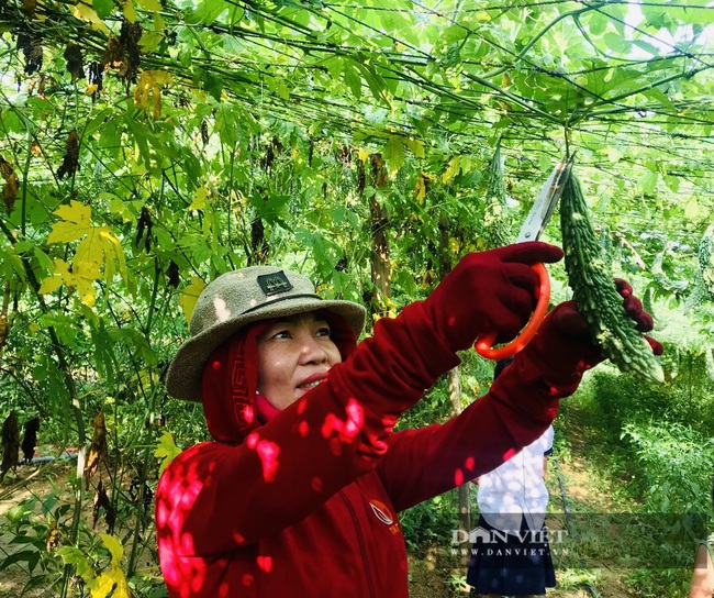 Quảng Bình: Anh nông dân treo túi long não bên giàn mướp đắng, cho quả to, đẹp, thu về hàng trăm triệu/năm - Ảnh 6.