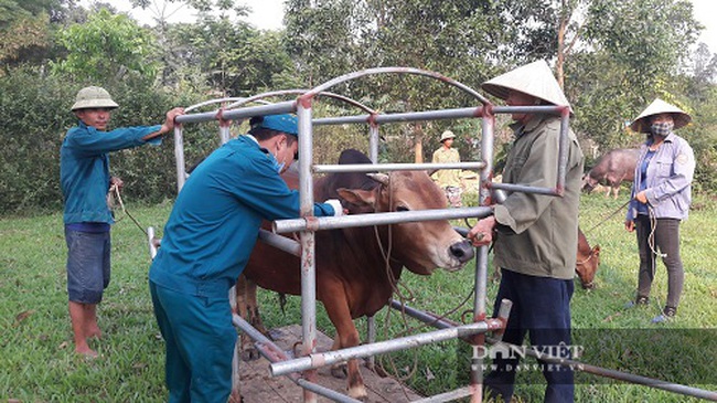 Hà Tĩnh: Hơn 115 nghìn con trâu, bò được tiêm phòng vắc-xin viêm da nổi cục - Ảnh 2.