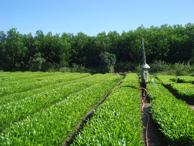 Liên kết trồng rừng, không lo rủi ro nguồn gốc - Ảnh 1.