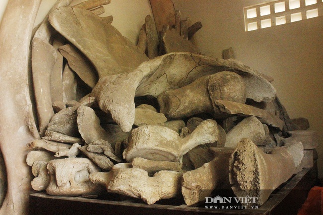 Cận cảnh hai bộ xương cá voi to lớn nhất Việt Nam - Ảnh 3.