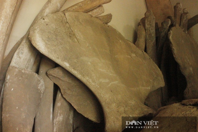 Cận cảnh hai bộ xương cá voi to lớn nhất Việt Nam - Ảnh 4.