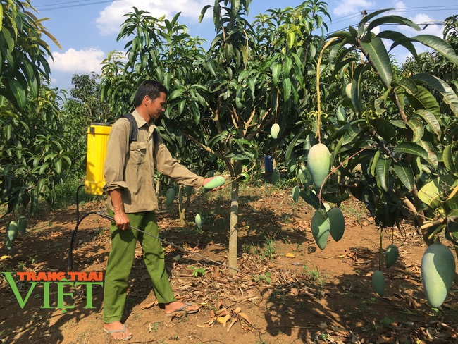 Hội Nông dân Mai Sơn: Phát huy tinh thần lá lành đùm lá rách - Ảnh 3.