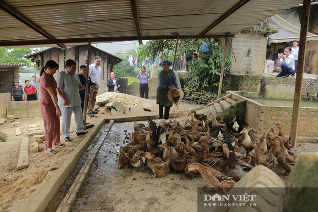 Lào Cai: Dứa Mường Khương cho thu nhập cao người dân thi nhau phủ xanh đồi trọc - Ảnh 9.