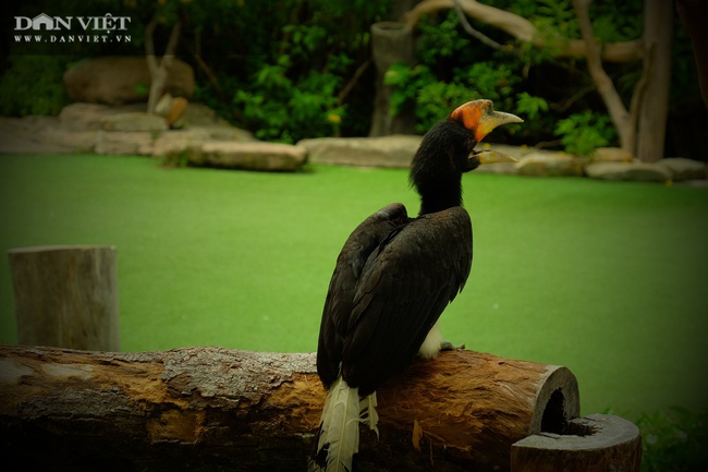 Chiêm ngưỡng hàng trăm chú chim lông vũ khắp thế giới.... hội tụ tại Phú Quốc - Ảnh 4.