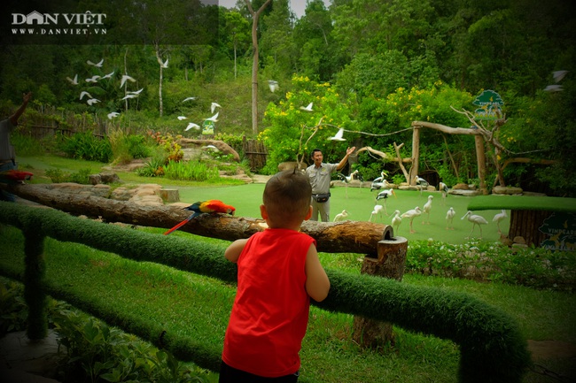 Chiêm ngưỡng hàng trăm chú chim lông vũ khắp thế giới.... hội tụ tại Phú Quốc - Ảnh 1.