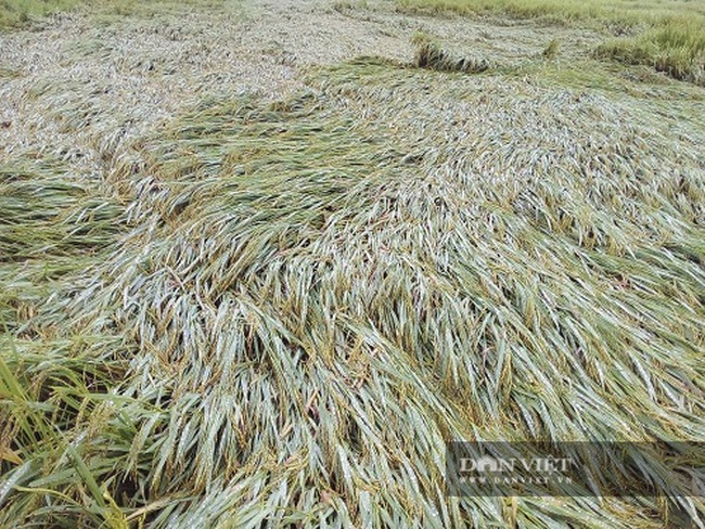 Hà Tĩnh: Sau trận mưa lớn, nhiều diện tích lúa bị ngã đổ - Ảnh 1.