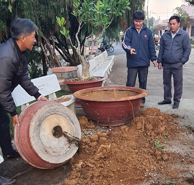 Đà Lạt: Ngang nhiên lái ô tô đi nhổ trộm hoa giấy cổ thụ hàng trăm triệu đồng - Ảnh 3.