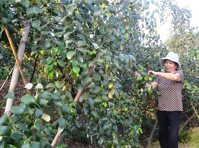 “Táo Động Tiên” giúp nông dân tăng thu nhập - Ảnh 1.