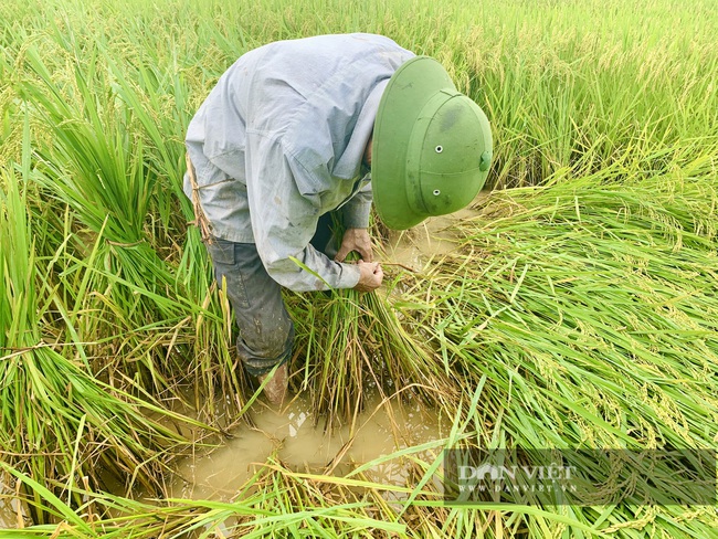 Quảng Bình: Nông dân “còng lưng” buộc lúa bổ, cứu vụ mùa - Ảnh 5.