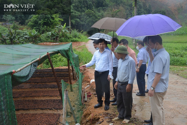 Phó Chủ tịch Hội Nông dân Việt Nam: Thán phục những &quot;ông chủ&quot; rừng ở Ba Chẽ - Ảnh 1.