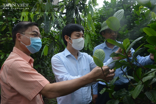 Phó Chủ tịch Hội Nông dân Việt Nam: Thán phục những &quot;ông chủ&quot; rừng ở Ba Chẽ - Ảnh 3.