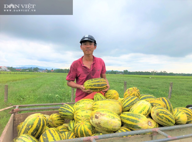 Nông dân (Hà Tĩnh) trồng giống dưa quả tròn to, vàng óng ánh “thơm nức mũi”, ai ăn cũng gật gù khen ngon - Ảnh 2.