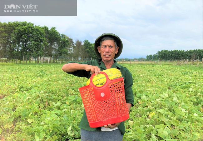 Nông dân (Hà Tĩnh) trồng giống dưa quả tròn to, vàng óng ánh “thơm nức mũi”, ai ăn cũng gật gù khen ngon - Ảnh 6.