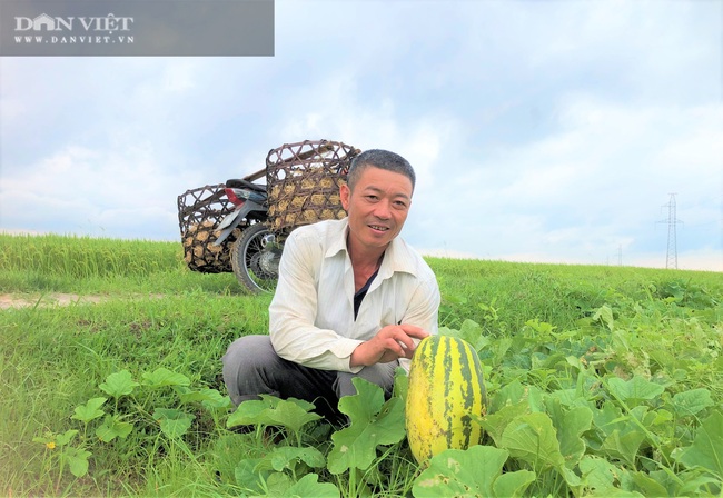 Nông dân (Hà Tĩnh) trồng giống dưa quả tròn to, vàng óng ánh “thơm nức mũi”, ai ăn cũng gật gù khen ngon - Ảnh 8.