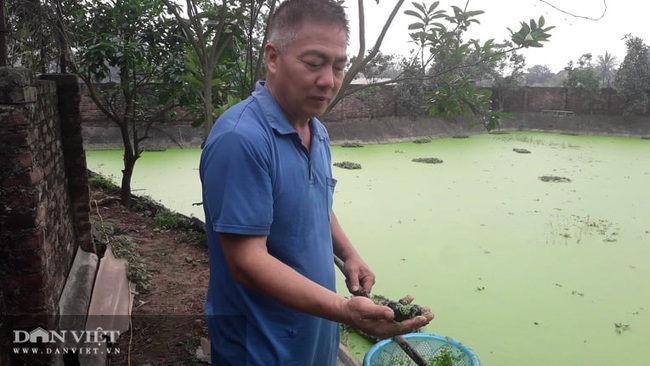 Nuôi con dưới nước đẻ trứng trên bờ ban đầu chỉ nuôi cho vui, ai ngờ khách thi nhau hỏi mua  - Ảnh 1.