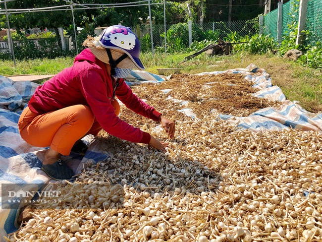 Có loại tỏi thơm ngon chỉ kém tỏi “cô đơn” một bậc nhưng không phải ai cũng biết - Ảnh 3.