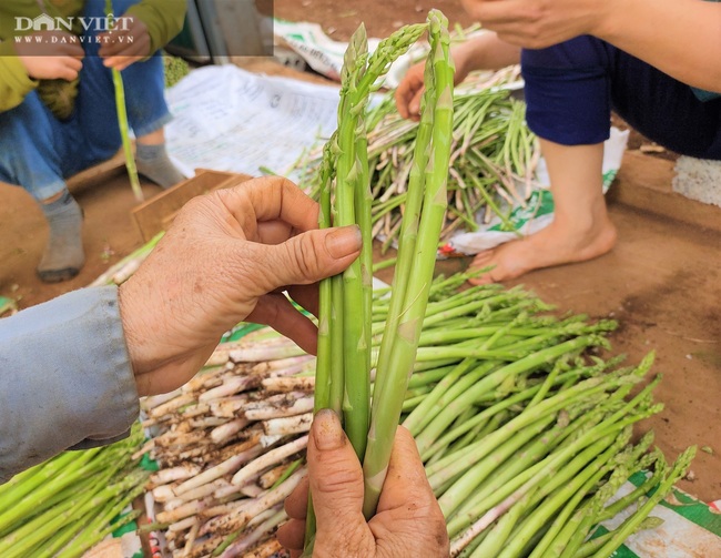 Clip: Nông dân Nghệ An trồng giống rau “hoàng đế”, cứ sáng ra cầm chắc 1 triệu đồng - Ảnh 7.