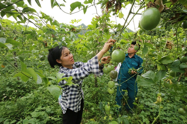 “Người bạn” đồng hành cùng nông dân làm giàu - Ảnh 1.