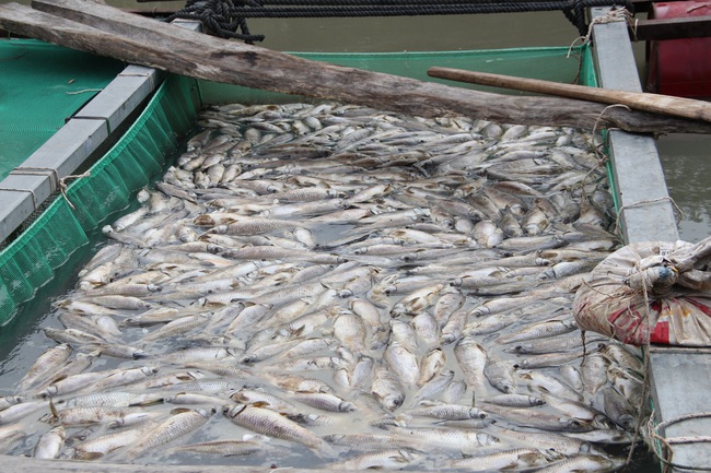 Bình Dương: Cá nuôi lồng bè chết trắng, người dân thiệt hại nhiều tỷ đồng - Ảnh 1.