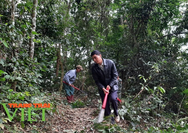 Hạt Kiểm lâm Mộc Châu: Làm tốt công tác bảo vệ và trồng rừng - Ảnh 3.