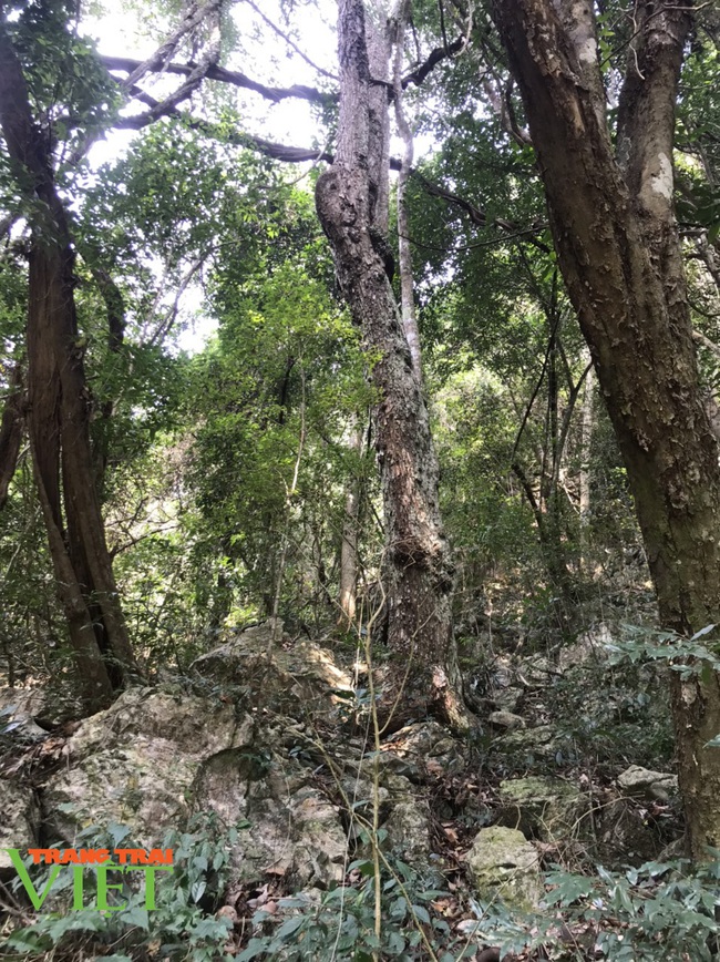 Hạt Kiểm lâm Mộc Châu: Làm tốt công tác bảo vệ và trồng rừng - Ảnh 4.
