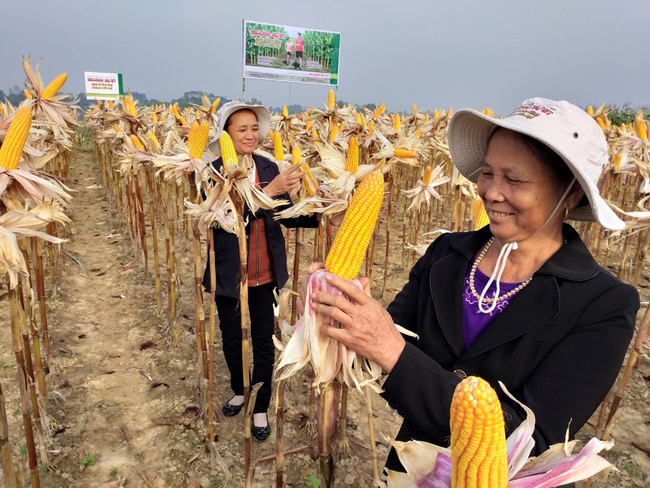 Giúp nông dân hiểu rõ về cây trồng công nghệ sinh học - Ảnh 1.