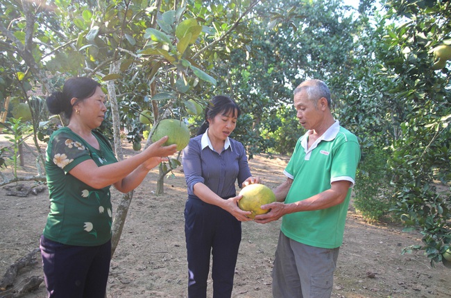 Trợ sức xây dựng thương hiệu bưởi Múc - Ảnh 1.