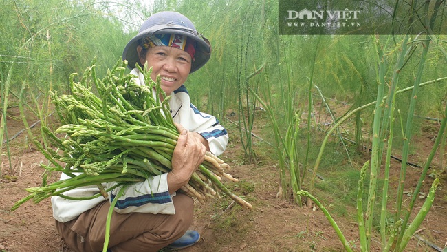 Nam Định: Trồng rau “vua”, ngày nào cũng có mầm mập ú cắt bán, kiếm tiền triệu mỗi ngày - Ảnh 6.