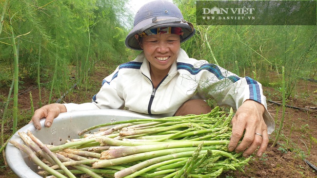 Nam Định: Trồng rau “vua”, ngày nào cũng có mầm mập ú cắt bán, kiếm tiền triệu mỗi ngày - Ảnh 5.