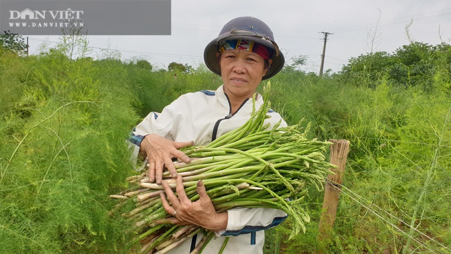 Nam Định: Trồng rau “vua”, ngày nào cũng có mầm mập ú cắt bán, kiếm tiền triệu mỗi ngày - Ảnh 1.